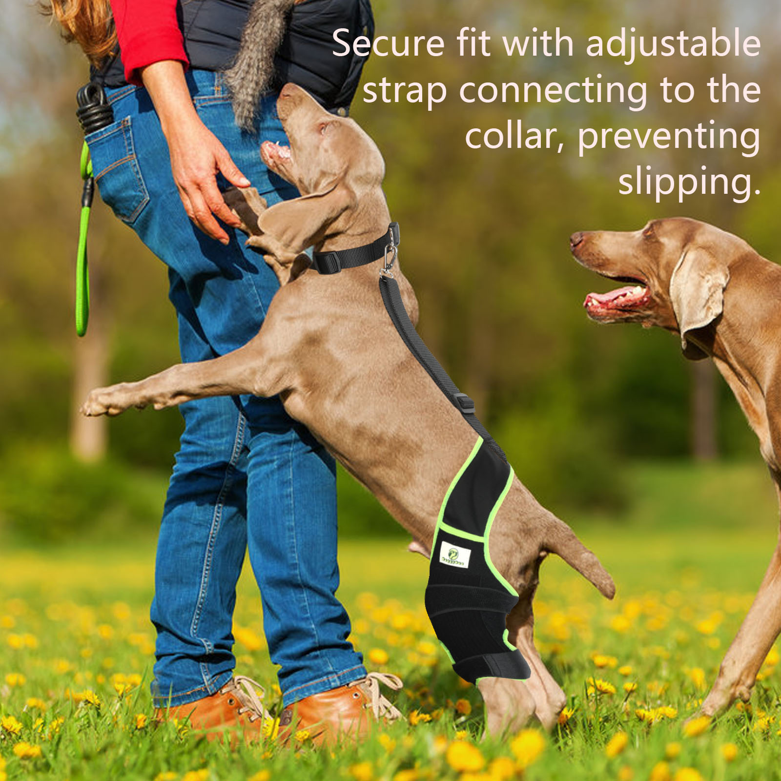 Dog Knee Brace 2